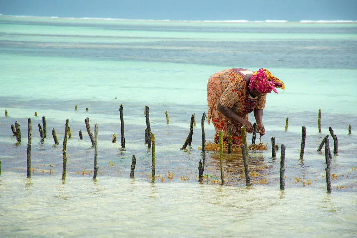 blue-economy-green-future-transforming-zanzibars-coastal-wealth