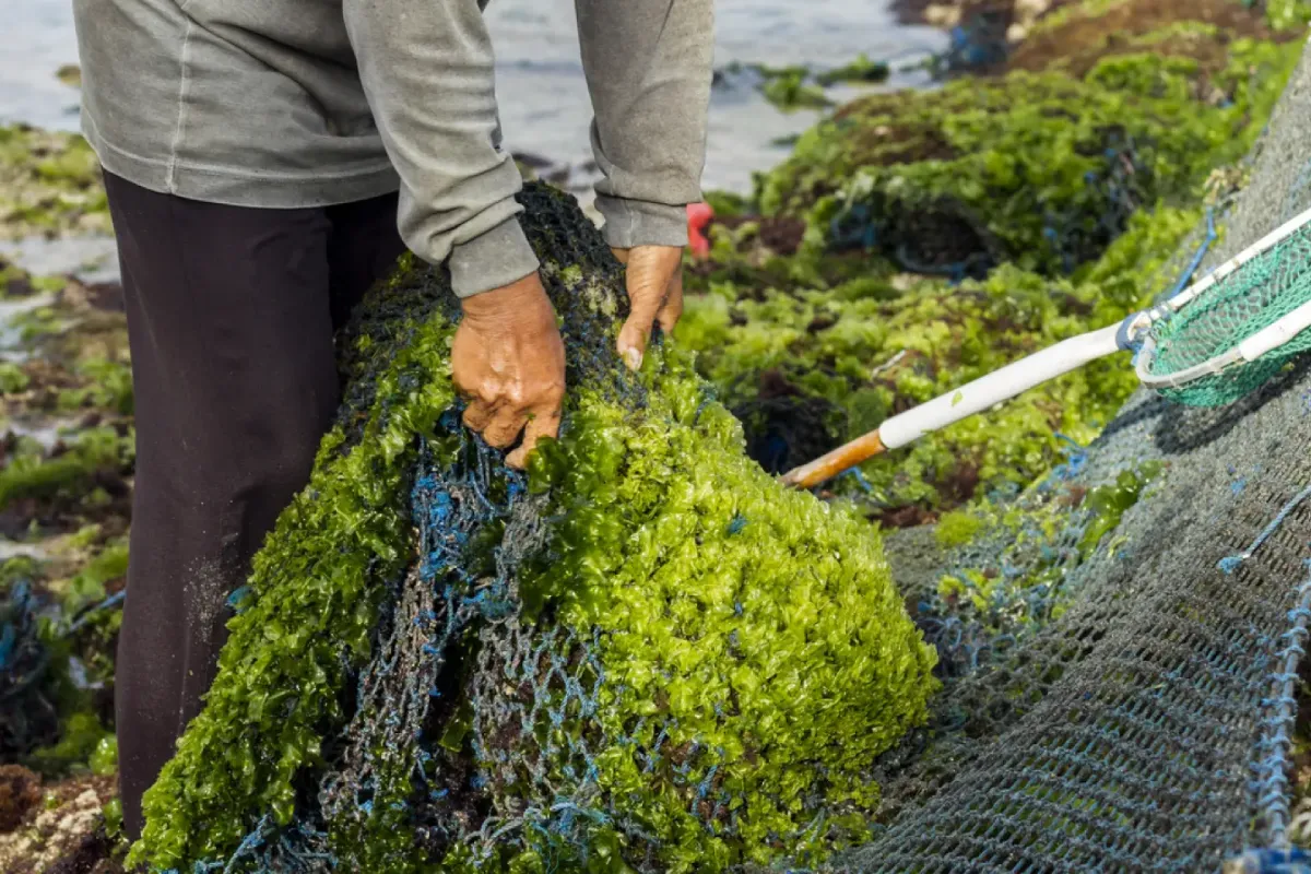 blue-forests-of-zanzibar-empowering-coastal-communities-through-climate-smart-seaweed-farming
