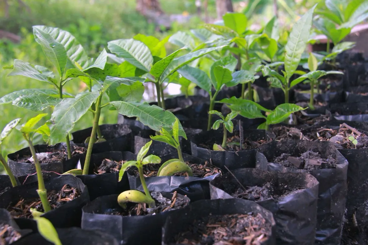 Building Climate Resilience Through Local Action