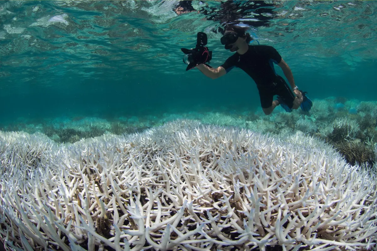 Coral Reef Degradation