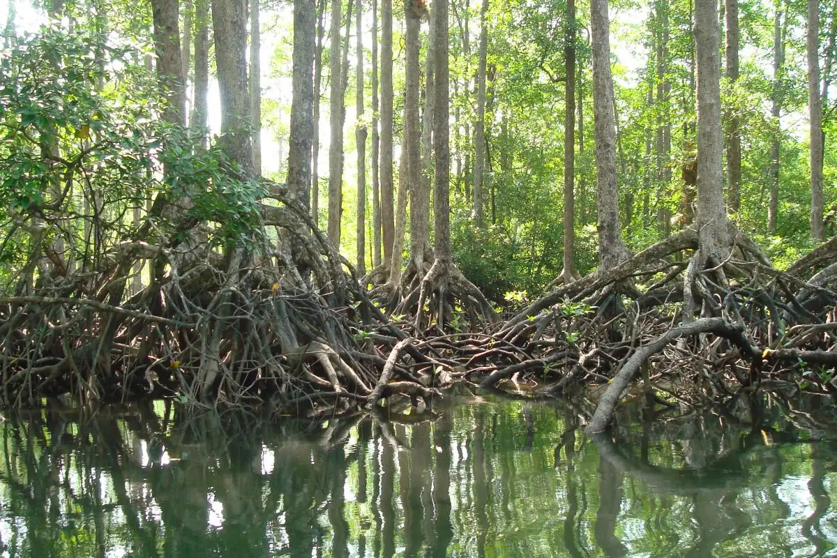 guardians-of-the-coast-protecting-zanzibar-s-mangroves-and-marine-life
