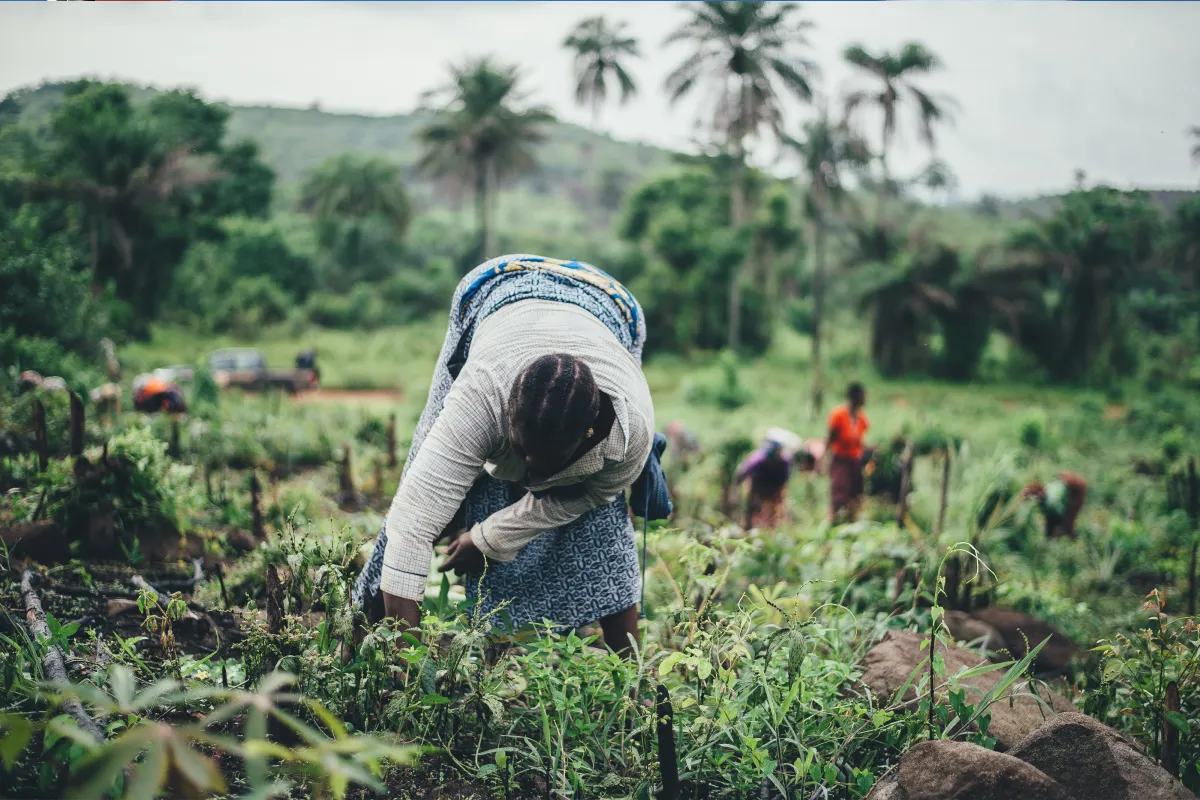 harvesting-hope-climate-resilient-farming-for-food-security-in-zanzibar