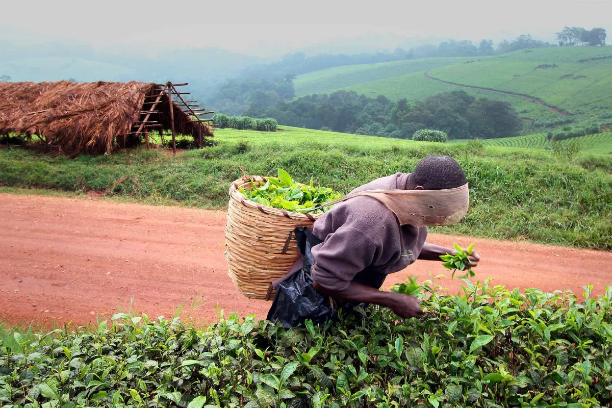 Building Climate Resilience Through Local Action