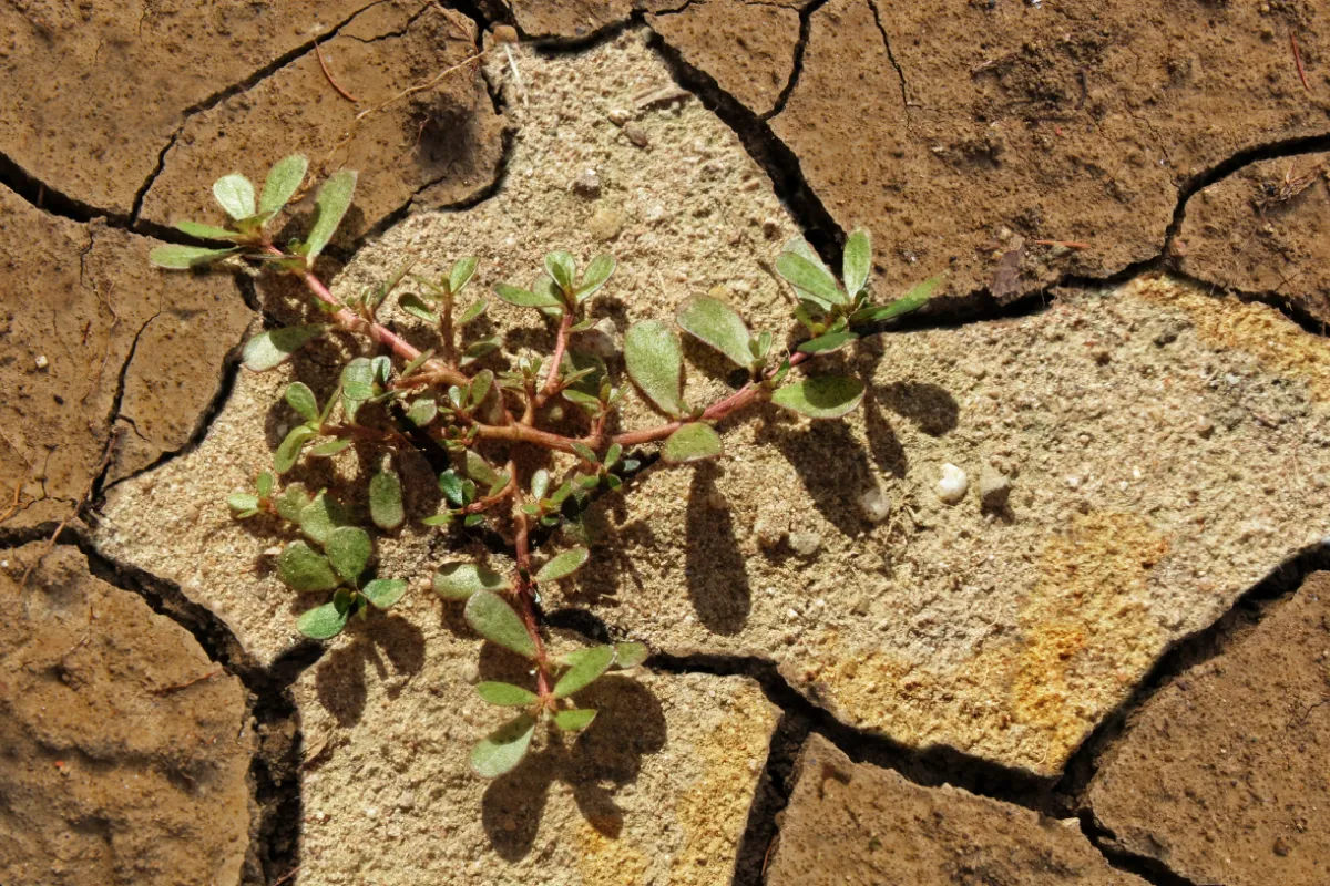 Building Climate Resilience Through Local Action