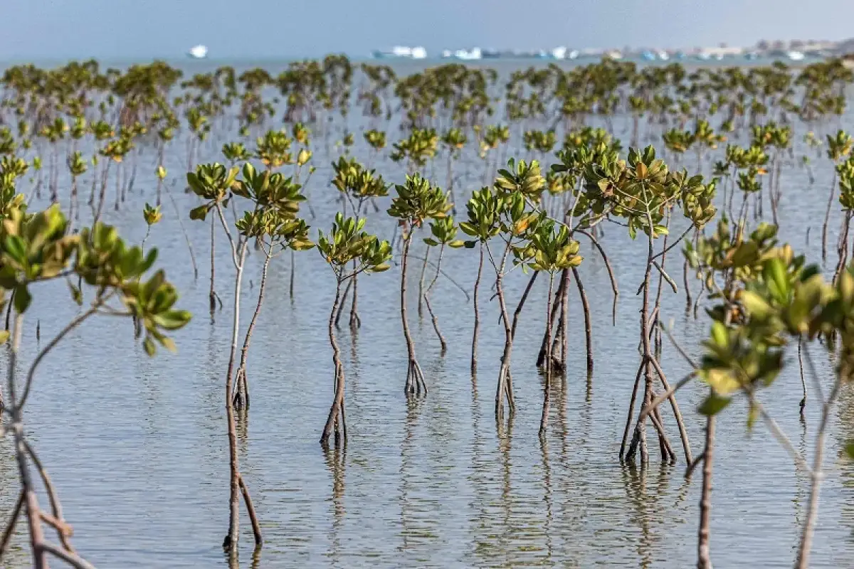 tides-of-change-community-climate-action-in-zanzibar